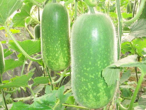 葛店吃瓜视频大全,揭秘网络热点背后的故事  第2张