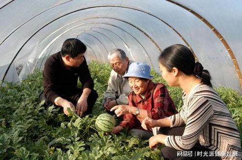 牛吃瓜视频,趣味横生的田园生活瞬间  第2张