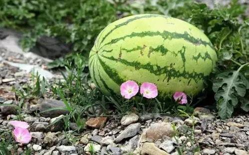 宁夏网红吃瓜视频