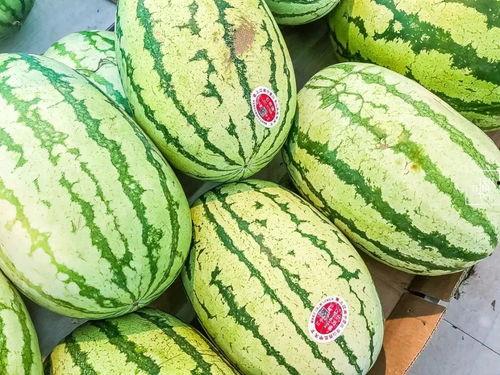 宁夏网红吃瓜视频  第3张