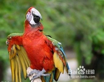 鹦鹉可以吃网纹瓜吗视频,揭秘网纹瓜的口感之旅  第2张