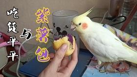 鹦鹉可以吃网纹瓜吗视频,揭秘网纹瓜的口感之旅  第3张