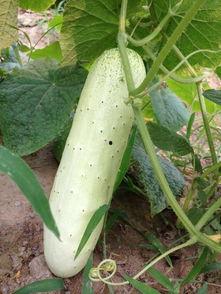 菜地里的野瓜可以吃吗视频,菜地里的天然美食之旅  第3张