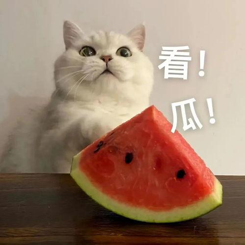 小美和小帅的吃瓜视频大全,揭秘娱乐圈幕后故事  第3张