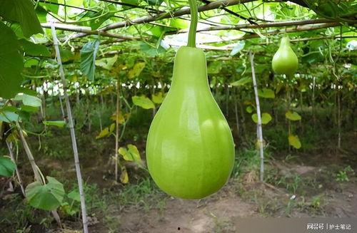 小狗吃葫芦瓜的视频大全,小狗大快朵颐葫芦瓜视频集锦  第2张