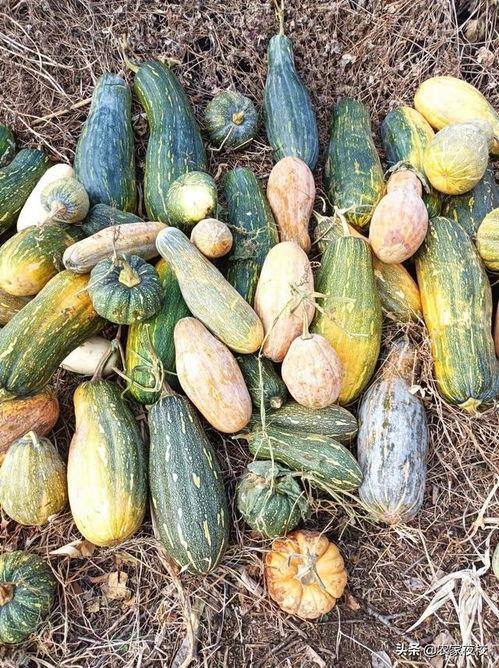 最新各种吃瓜视频大全,揭秘娱乐圈幕后真相