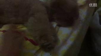 吃瓜日常小视频,揭秘日常小视频中的吃瓜乐趣  第3张