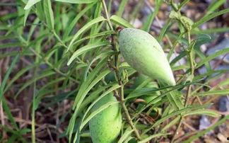 老瓜瓢怎么吃能治病视频,家常食材的治病良方  第3张