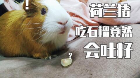 豚鼠吃瓜视频完整版,萌态百出！  第2张