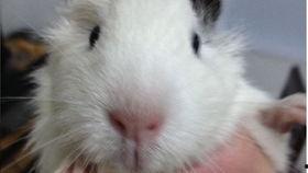 豚鼠吃瓜视频完整版,萌态百出！  第3张