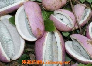 兄弟吃八月瓜视频,八月瓜视频见证欢乐时光