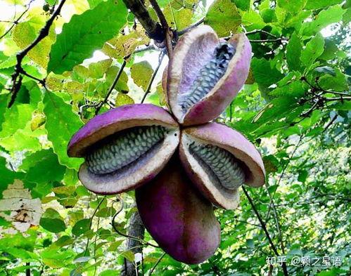 兄弟吃八月瓜视频,八月瓜视频见证欢乐时光  第2张