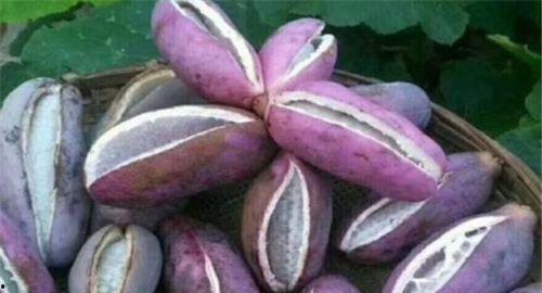 兄弟吃八月瓜视频,八月瓜视频见证欢乐时光  第3张