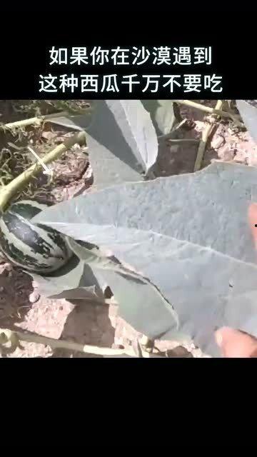 吃瓜科普知识视频,跟随视频一起探索  第2张