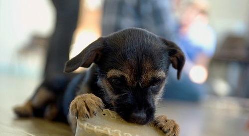 孩子吃瓜狗子吃虫视频,孩子与狗子共享自然美味  第3张