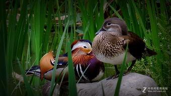 幸福鸟吃瓜视频在线观看,揭秘娱乐圈幕后趣事