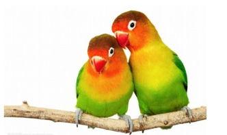 幸福鸟吃瓜视频在线观看,揭秘娱乐圈幕后趣事  第2张