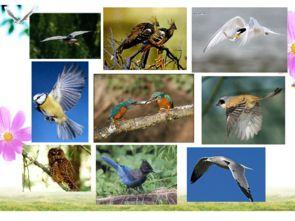 幸福鸟吃瓜视频在线观看,揭秘娱乐圈幕后趣事  第3张