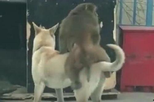 狗狗吃瓜视频,狗狗吃瓜萌态大赏