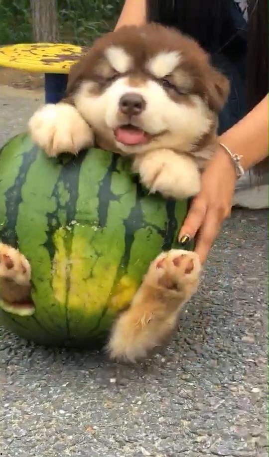 狗狗吃瓜视频,狗狗吃瓜萌态大赏  第2张