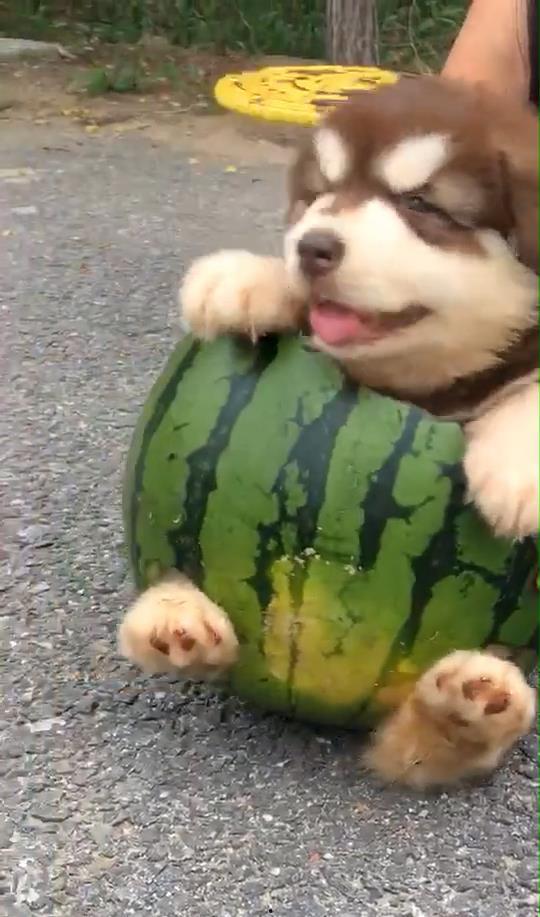 狗狗吃瓜视频,狗狗吃瓜萌态大赏  第3张