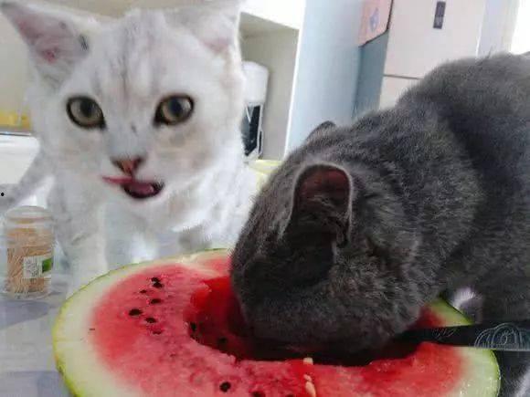 人吃的猫瓜米能吃吗视频,揭秘人能否安全食用猫咪零食