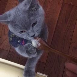 人吃的猫瓜米能吃吗视频,揭秘人能否安全食用猫咪零食  第2张