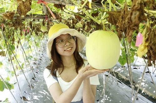 今日小暑吃瓜视频下载,跟随视频一起探索夏日清凉美食  第2张