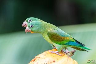 鹦鹉吃瓜群众视频真实,揭秘真实搞笑的宠物日常