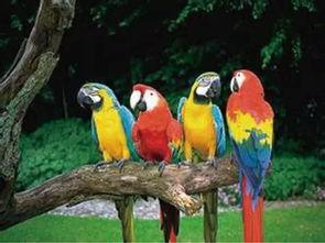 鹦鹉吃瓜群众视频真实,揭秘真实搞笑的宠物日常  第2张