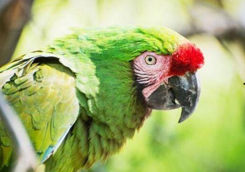 鹦鹉吃瓜群众视频真实,揭秘真实搞笑的宠物日常  第3张