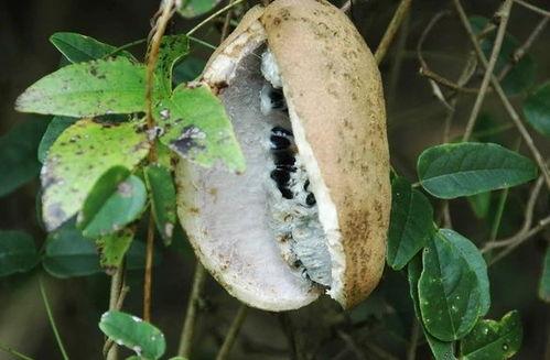 吃八月瓜解压的视频,天然美味，轻松释放生活压力  第2张