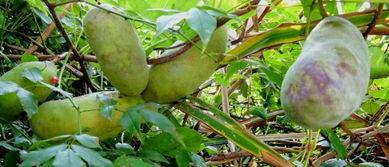 吃八月瓜解压的视频,天然美味，轻松释放生活压力  第3张