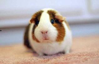 女孩扮豚鼠吃瓜视频,女孩化身可爱豚鼠，吃瓜视频萌翻网友