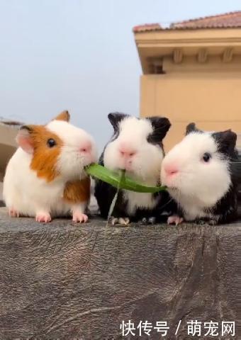 女孩扮豚鼠吃瓜视频,女孩化身可爱豚鼠，吃瓜视频萌翻网友  第2张