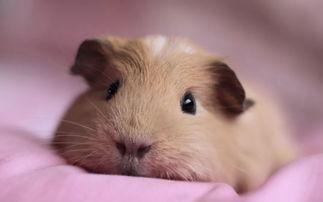 女孩扮豚鼠吃瓜视频,女孩化身可爱豚鼠，吃瓜视频萌翻网友  第3张