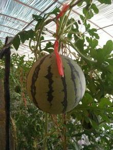 吊瓜熟了可以吃吗视频