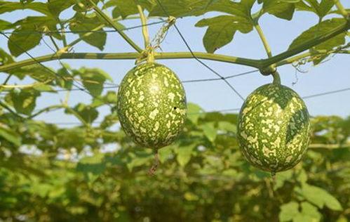 吊瓜熟了可以吃吗视频  第2张