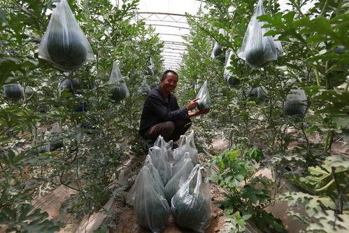 吊瓜熟了可以吃吗视频  第3张