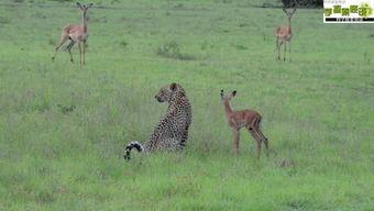 野外小鹿吃瓜群视频,萌态十足引网友热议  第2张