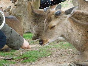 野外小鹿吃瓜群视频,萌态十足引网友热议  第3张