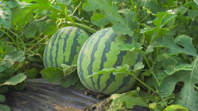 汾阳吃瓜视频mp4,MP4视频带你领略当地民俗风情 第3张 汾阳吃瓜视频mp4,MP4视频带你领略当地民俗风情 第3张