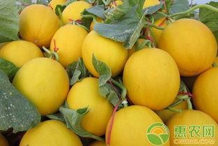 吃瓜视频四个大瓜,四大瓜事件，真相大白！