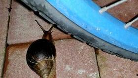 蜗牛吃哈密瓜的视频,萌态十足引网友热议 第2张 蜗牛吃哈密瓜的视频,萌态十足引网友热议 第2张