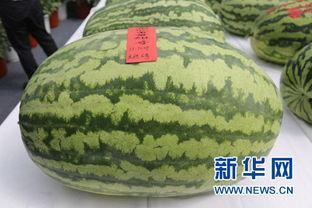 大兴西瓜节吃瓜视频,甜蜜盛宴,瓜香四溢的视觉盛宴 第3张 大兴西瓜节吃瓜视频,甜蜜盛宴,瓜香四溢的视觉盛宴 第3张