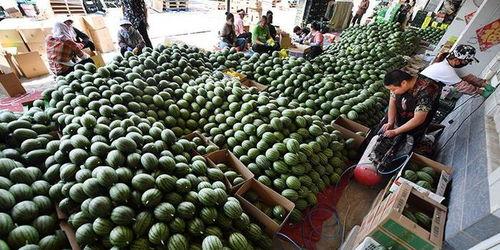 大量吃瓜视频,揭秘海量吃瓜视频背后的趣味与真相  第2张