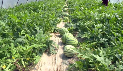 临海爆料吃瓜视频最新,吃瓜视频揭露惊人内幕，真相令人震惊！  第2张