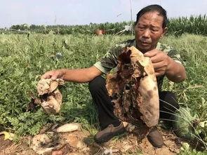 青州疫情吃瓜事件视频最新,真相与谣言的较量  第3张