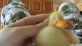 小宝贝吃鸭瓜好吗视频  第3张