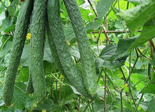 吃梨瓜胖子难受吗视频讲解